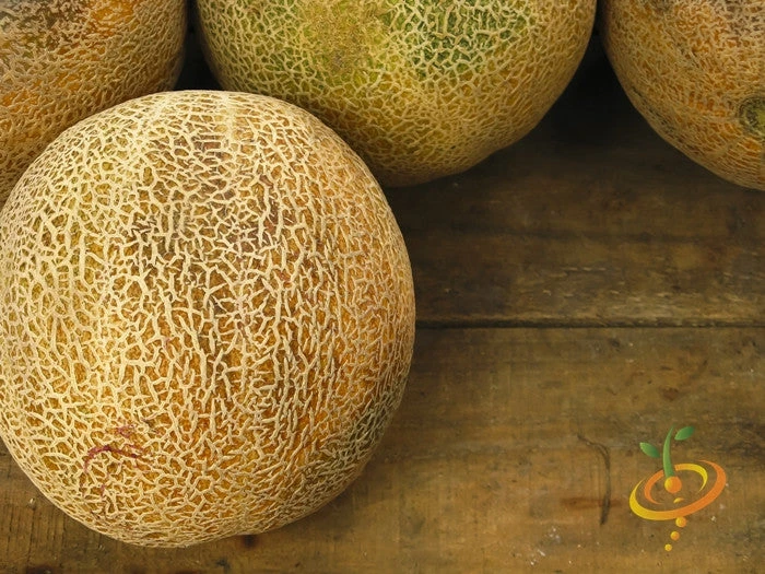 Melon (Cantaloupe) - Planters Jumbo 8 Melon (Cantaloupe) - Planters Jumbo - Image 6