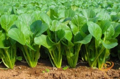 Mustard - Tendergreen 15 Mustard - Tendergreen -Speed now 700xshutterstock 137290460