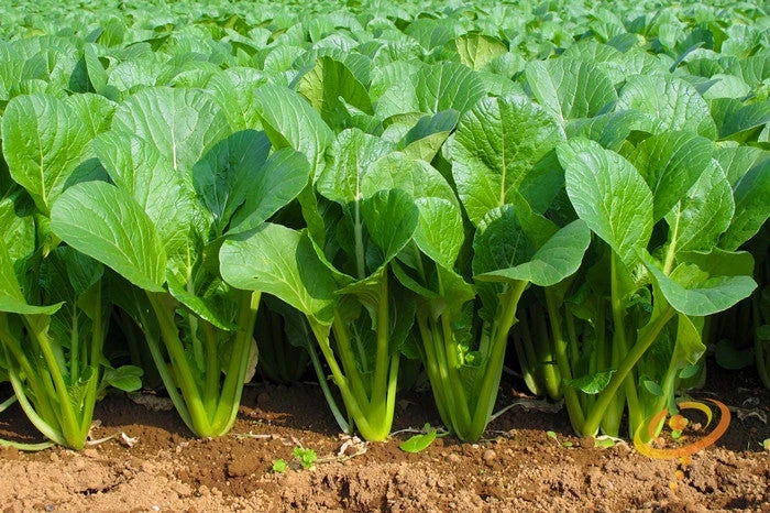 Mustard - Tendergreen 7 Mustard - Tendergreen - Image 5