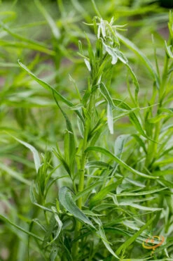 Tarragon (Dragon Wort) 17 Tarragon (Dragon Wort) -Speed now 700xshutterstock 141387937