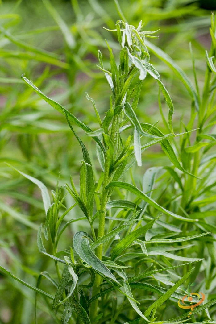 Tarragon (Dragon Wort) 7 Tarragon (Dragon Wort) - Image 5