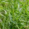 Tarragon (Dragon Wort) 2 Tarragon (Dragon Wort) -Speed now 700xshutterstock 141387937 700x 88cbbf93 fcab 4058 a776 2ba3d15d888f
