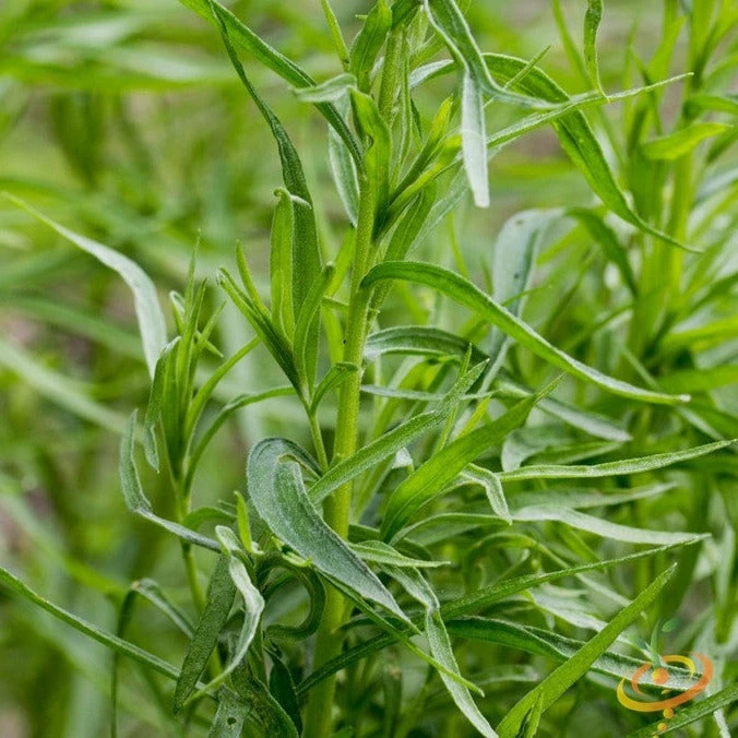 Tarragon (Dragon Wort) 3 Tarragon (Dragon Wort)