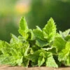 Mint - Peppermint (HYBRID) 2 Mint - Peppermint (HYBRID) -Speed now 700xshutterstock 141812956 1024x1024 0a968292 55b0 4c65 a8ad 1998ae672873