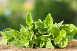 Mint - Peppermint (HYBRID) -Speed now 700xshutterstock 141812956 1024x1024 1e76dc5e bbb5 4bdb 8352 676793483efb