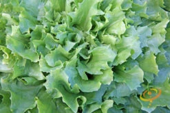 Endive - Broadleaf, Classic -Speed now 700xshutterstock 143122633