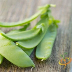 Pea - Oregon Sugar Pod