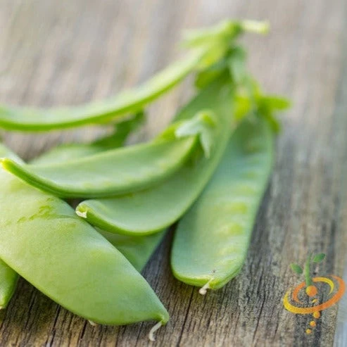 Pea - Oregon Sugar Pod 3 Pea - Oregon Sugar Pod