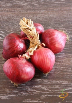 Onion - Red Burgundy (Short Day) 14 Onion - Red Burgundy (Short Day) -Speed now 700xshutterstock 145338505