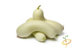 Cucumber - White Wonder 14 Cucumber - White Wonder -Speed now 700xshutterstock 146212034