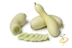 Cucumber - White Wonder 15 Cucumber - White Wonder -Speed now 700xshutterstock 146212313