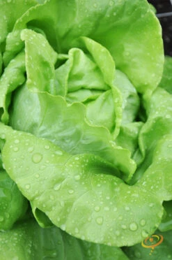 Lettuce - All Year Round -Speed now 700xshutterstock 148492409