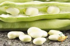 Bean, Fava/Broad - Broad Windsor 15 Bean, Fava/Broad - Broad Windsor -Speed now 700xshutterstock 148535213