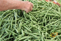 Bean, Bush - Contender -Speed now 700xshutterstock 148645664