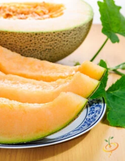 Melon (Cantaloupe) - Planters Jumbo 17 Melon (Cantaloupe) - Planters Jumbo -Speed now 700xshutterstock 149226581