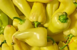 Pepper (Hot) - Jalapeño, Yellow (Caloro) 🔥 -Speed now 700xshutterstock 150677477