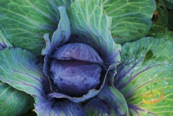 Cabbage - Mammoth Red Rock -Speed now 700xshutterstock 150992051