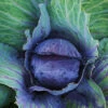Cabbage - Mammoth Red Rock 2 Cabbage - Mammoth Red Rock -Speed now 700xshutterstock 150992051 700x e8ac926a 1f1c 46ae 848f e6e60cda8f65