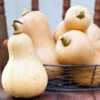 Squash (Winter) - Waltham Butternut 1 Squash (Winter) - Waltham Butternut -Speed now 700xshutterstock 151277165 700x 96eeee9c 0e63 4ee6 a157 9f2804d899e1
