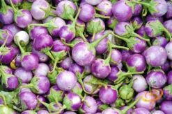 Eggplant - Round Mauve 17 Eggplant - Round Mauve -Speed now 700xshutterstock 151637918