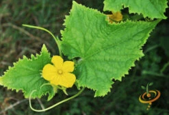 Cucumber - Space Master 15 Cucumber - Space Master -Speed now 700xshutterstock 151718144