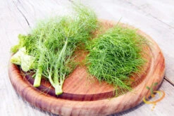 Fennel 17 Fennel -Speed now 700xshutterstock 152678204