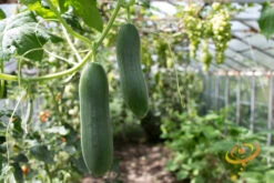 Cucumber - Marketmore -Speed now 700xshutterstock 152912405