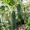 Cucumber - Marketmore 1 Cucumber - Marketmore -Speed now 700xshutterstock 152912405 700x 7b7c7fd2 332b 4b93 b2a8 079d231b7694