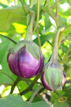 Eggplant - Round Mauve 18 Eggplant - Round Mauve -Speed now 700xshutterstock 153079085