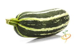 Squash (Summer) - Marrow, Green -Speed now 700xshutterstock 153300536
