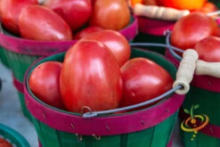 Tomato - Roma (Determinate) 10 Tomato - Roma (Determinate) -Speed now 700xshutterstock 153520517