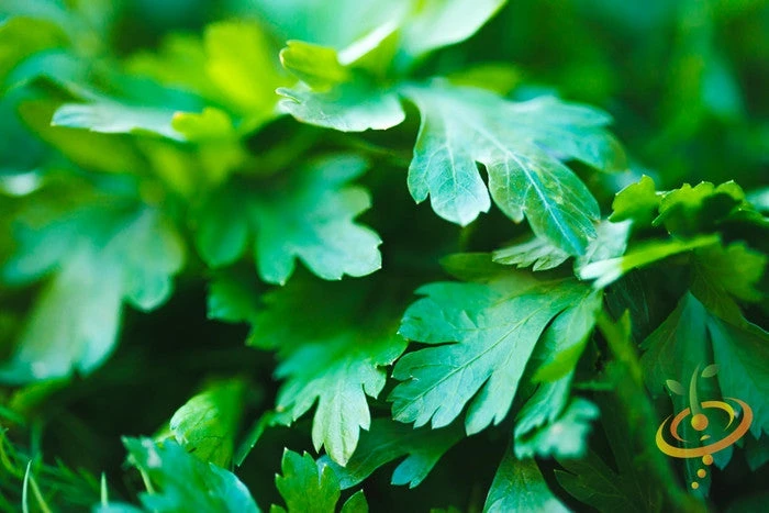 Parsley - Dark Green Italian Giant 4 Parsley - Dark Green Italian Giant - Image 2