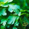 Parsley - Dark Green Italian Giant 2 Parsley - Dark Green Italian Giant -Speed now 700xshutterstock 153937427 700x ef027daf d9db 454c aba0 8c69b207ebac