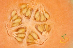 Melon (Honeydew)- Orange Flesh 11 Melon (Honeydew)- Orange Flesh -Speed now 700xshutterstock 154249559