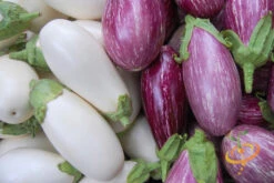 Eggplant - Casper 13 Eggplant - Casper -Speed now 700xshutterstock 154508012