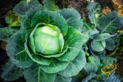 Cabbage - All Season 15 Cabbage - All Season -Speed now 700xshutterstock 155476142