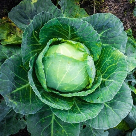 Cabbage - All Season 3 Cabbage - All Season