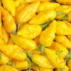 Pepper (Hot) - Devil's Tongue, Yellow 🔥🔥🔥🔥🔥 1 Pepper (Hot) - Devil's Tongue, Yellow 🔥🔥🔥🔥🔥 -Speed now 700xshutterstock 155593916 700x 700x 7b10c6e7 37a7 419f 81b0 e27de8868c9c