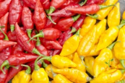 Pepper (Hot) - Devil's Tongue, Yellow 🔥🔥🔥🔥🔥 14 Pepper (Hot) - Devil's Tongue, Yellow 🔥🔥🔥🔥🔥 -Speed now 700xshutterstock 156123032 700x 1a71b1f0 0112 446a 8203 c2b7f1415181