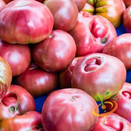 Tomato - Cherokee Purple (Indeterminate) 3 Tomato - Cherokee Purple (Indeterminate)