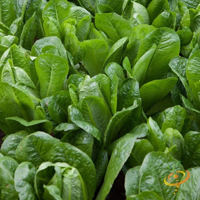 Lettuce - Romaine, Dark Green 3 Lettuce - Romaine, Dark Green