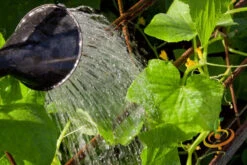 Cucumber - Space Master 16 Cucumber - Space Master -Speed now 700xshutterstock 159631406