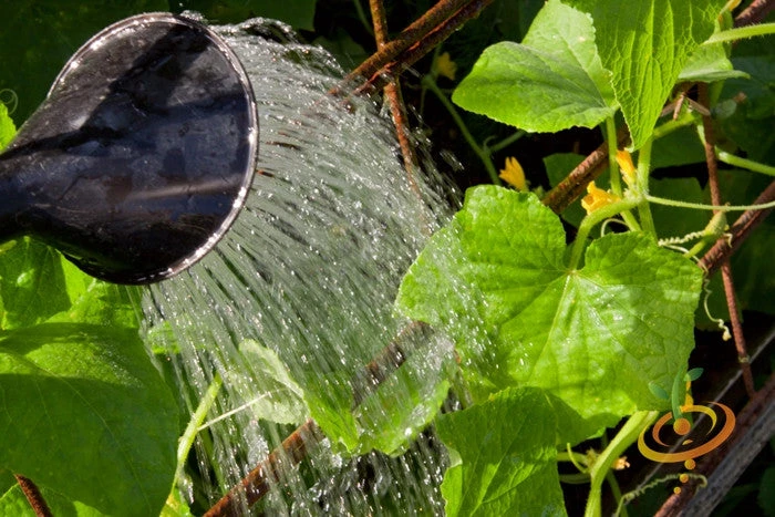 Cucumber - Space Master 7 Cucumber - Space Master - Image 5