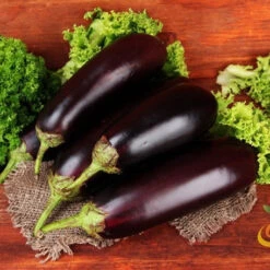 Eggplant - Florida Market