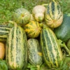 Squash (Summer) - Marrow, Green 1 Squash (Summer) - Marrow, Green -Speed now 700xshutterstock 161613869 700x b5ef2cc0 7b66 4d07 8a2a e7a998128f0c