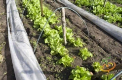 Endive - Broadleaf, Classic -Speed now 700xshutterstock 162260345