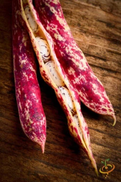 Bean, Bush - Borlotti -Speed now 700xshutterstock 162337847