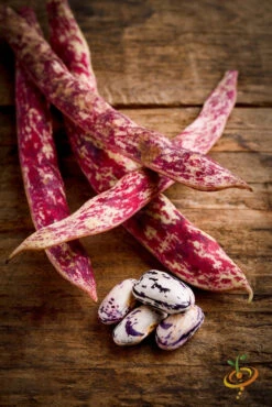 Bean, Bush - Borlotti -Speed now 700xshutterstock 162337850