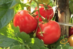 Tomato - Floradade (Determinate) -Speed now 700xshutterstock 162817091 1