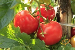 Tomato - Ace 55 (Determinate) -Speed now 700xshutterstock 162817091 1 0d3e721d 928c 453d 84dd 784d7587c3cf